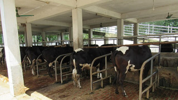 Avian Flu Spreading in California Raises Concerns About Pandemic Threat Amid Dairy Crisis