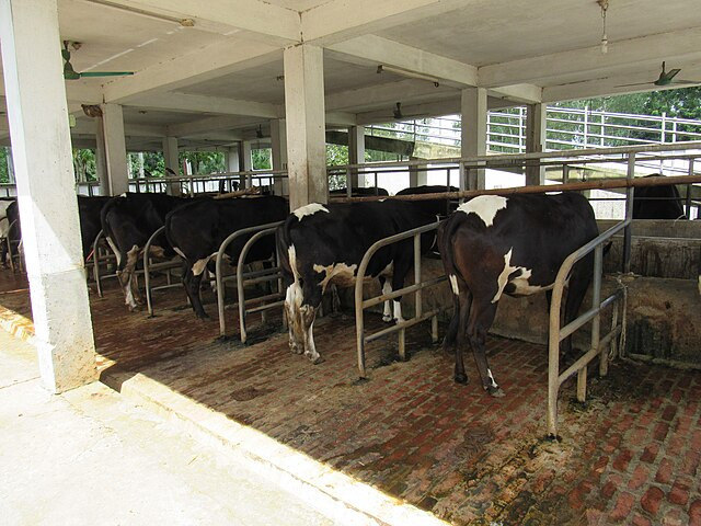 Avian Flu Spreading in California Raises Concerns About Pandemic Threat Amid Dairy Crisis