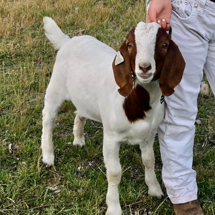 California Family Wins $300,000 Settlement After Sheriff's Deputies Seize and Slaughter 9-Year-Old Girl's Beloved Goat