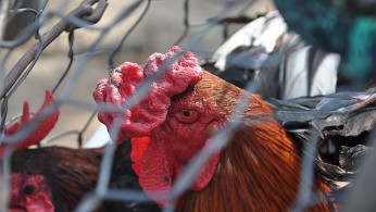 First Human Bird Flu Case Without Animal Contact Confirmed in California Child