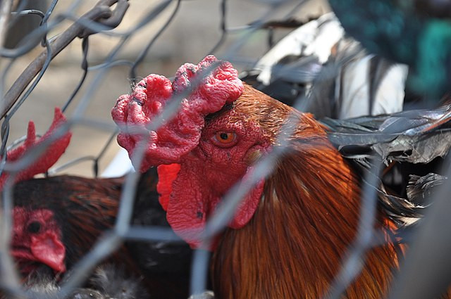 First Human Bird Flu Case Without Animal Contact Confirmed in California Child