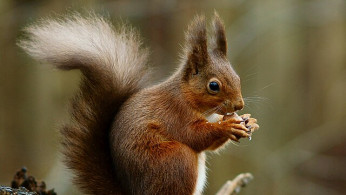 Peanut the Squirrel's Owners Sue New York, Alleging ‘Execution’ of Beloved Pet