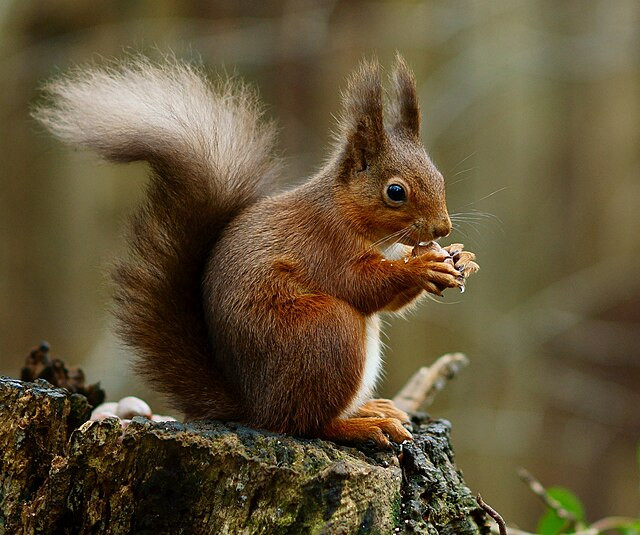Peanut the Squirrel's Owners Sue New York, Alleging ‘Execution’ of Beloved Pet