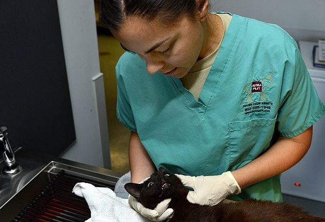Bird Flu Contamination in Pet Food Prompts Recall After Cat’s Death