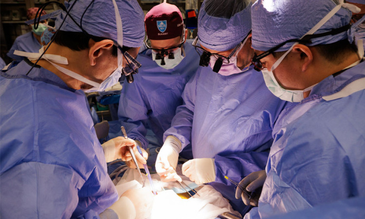 Breakthrough in Organ Transplants: U.S. Patient Receives Gene-Edited Pig Kidney in Landmark Surgery