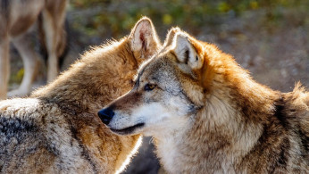 Colossal Biosciences Revives Dire Wolf Using Ancient DNA, Marking First De-Extinction Success