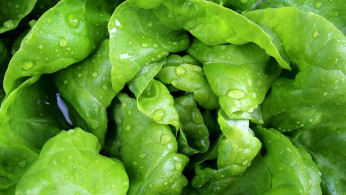 FDA Withheld Public Warning in Deadly E. Coli Outbreak Linked to Romaine Lettuce Across 15 States