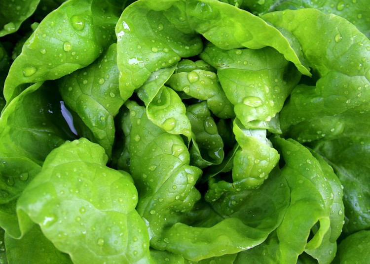 FDA Withheld Public Warning in Deadly E. Coli Outbreak Linked to Romaine Lettuce Across 15 States
