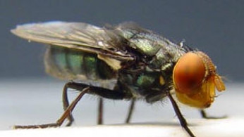 U.S. Halts Cattle Imports From Mexico Over Flesh-Eating Fly Threat, Resuming Screwworm Containment