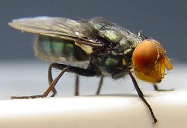 U.S. Halts Cattle Imports From Mexico Over Flesh-Eating Fly Threat, Resuming Screwworm Containment