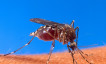 CDC Warns Travelers Over 60 to Avoid Chikungunya Vaccine Amid Neurological Risk Review