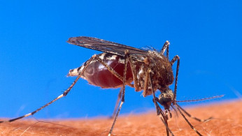 CDC Warns Travelers Over 60 to Avoid Chikungunya Vaccine Amid Neurological Risk Review