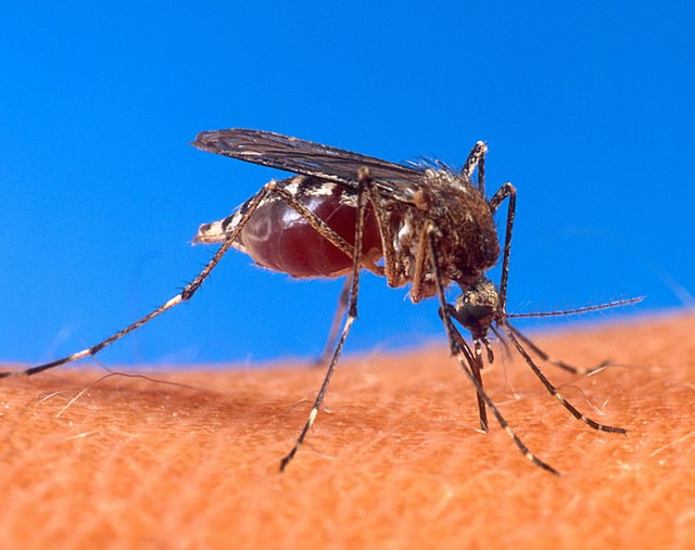 CDC Warns Travelers Over 60 to Avoid Chikungunya Vaccine Amid Neurological Risk Review