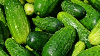 Salmonella Outbreak Linked to Cucumbers Expands to 18 States, 45 Sickened and 16 Hospitalized