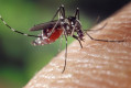 China Reports Over 7,700 Chikungunya Cases as Virus Spreads Across Guangdong Province