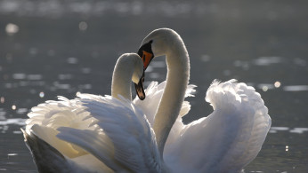 Iconic NYC Waterfront Swans Torn Apart: Male Euthanized After Severe Trauma, Mate Now Missing
