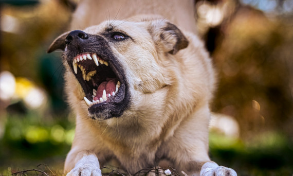 Georgia Boy, 11, Survives Three-Dog Mauling as Best Friend Stays Behind to Fight for Him