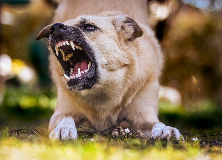 Georgia Boy, 11, Survives Three-Dog Mauling as Best Friend Stays Behind to Fight for Him