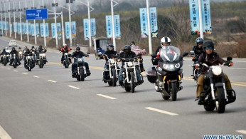 Hogs