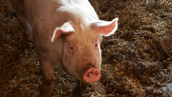 Pig farm