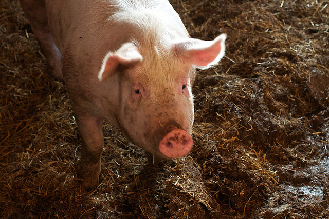 Pig farm