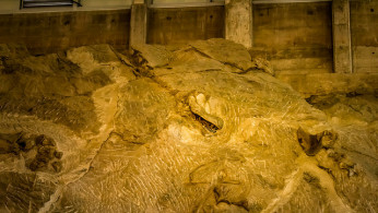 Dinosaur fossils