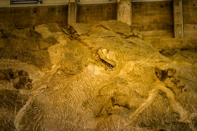 Dinosaur fossils
