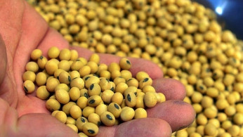 American farmers are hurting