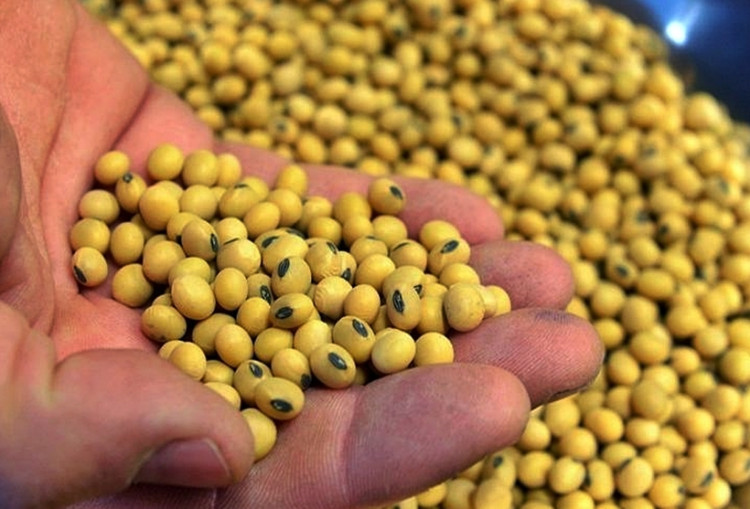 American farmers are hurting
