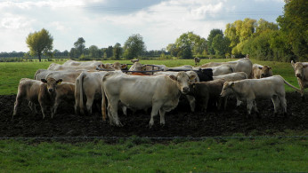 Cattle farm