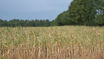 Zea mays drought