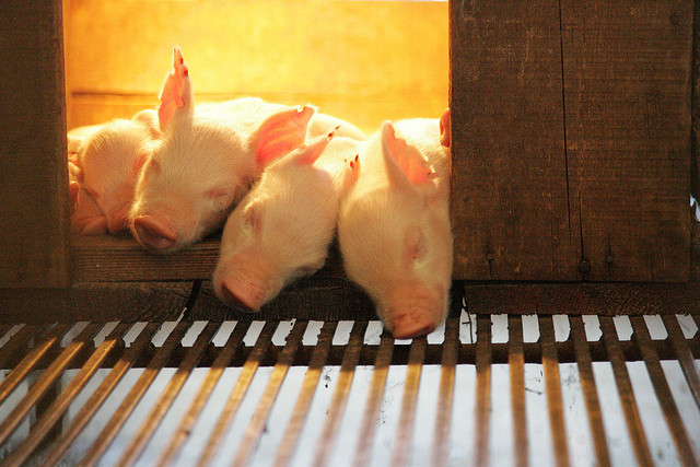 Pigs In Beijing