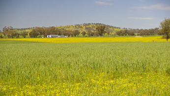 Green Drought, New South Wales