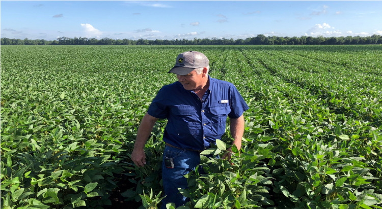  Soybean farmer Schexnayder Jr. overlooks his farm outside Baton Rouge in Erwinville