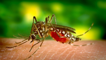 Dengue In Hong Kong
