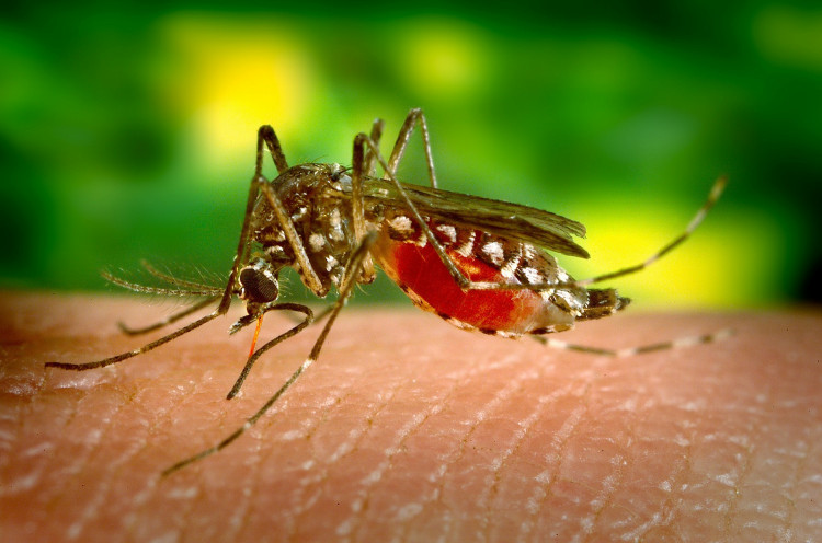 Dengue In Hong Kong