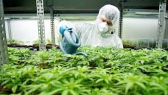 Mary Jane rules
