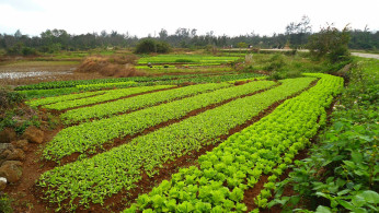 China Farm