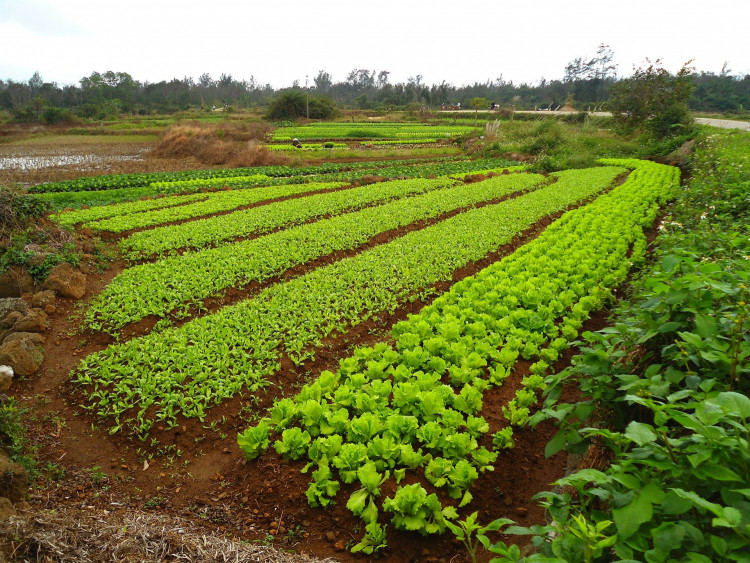 China Farm
