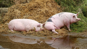 Pigs