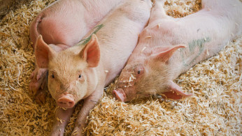 Pig