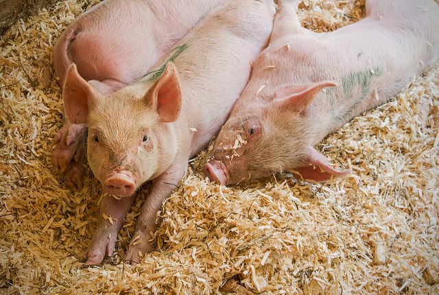 Pig