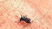 Dengue Mosquito