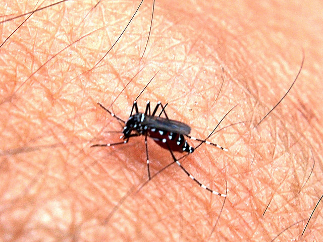 Dengue Mosquito