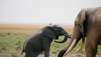 Elephant covers itself in mud