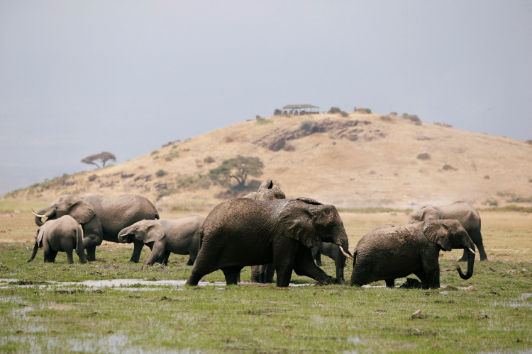 The delay of implementing the citywide ban is unintentionally allowing the "illegal trading and smuggling" to continue. 