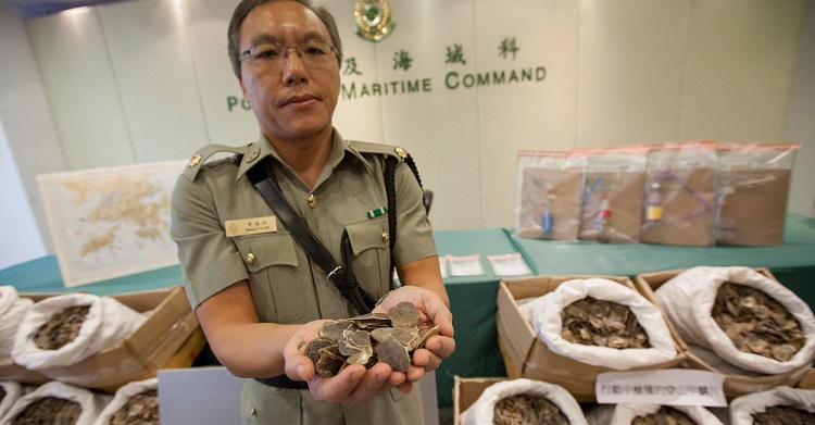 Consider Alternatives to Pangolin Scales, TCM Experts Urge in Hong Kong Conference