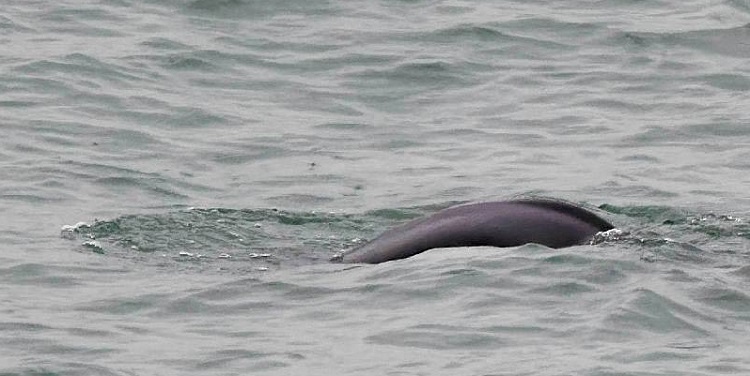 Piling for Offshore Gas Plant in Hong Kong Could Deafen Marine Mammals, WWF Warns
