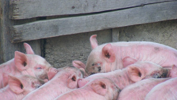 African Swine Fever