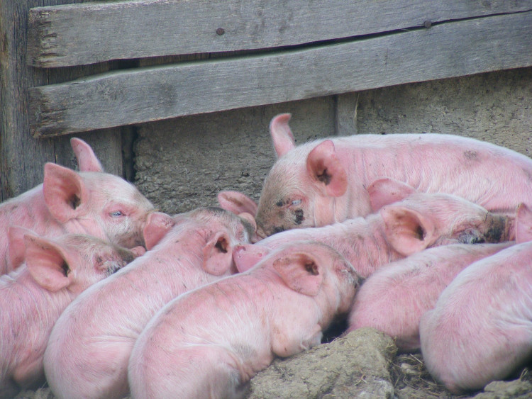 African Swine Fever